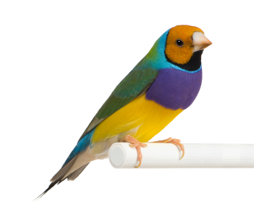 gouldian finch