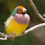 Female Gouldian Finch