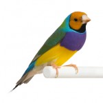 Male Gouldian Finch