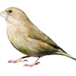 Feamle Green Finch