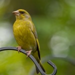 Male Green Finch