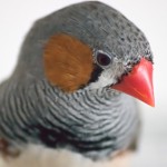 Male Zebra Finch