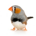 Female Zebra Finch